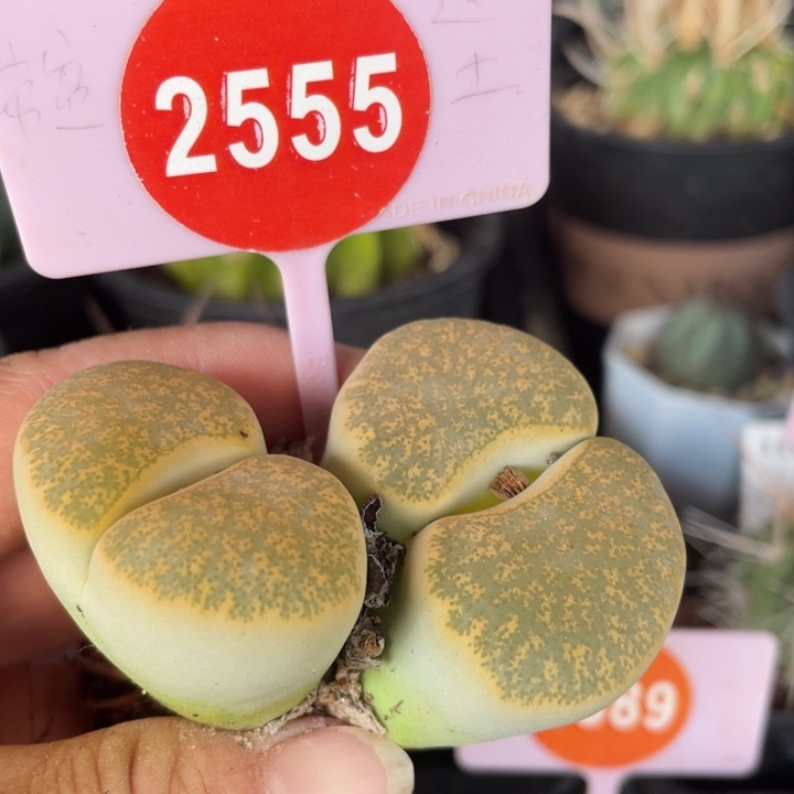 小***朵生石花双头25552555