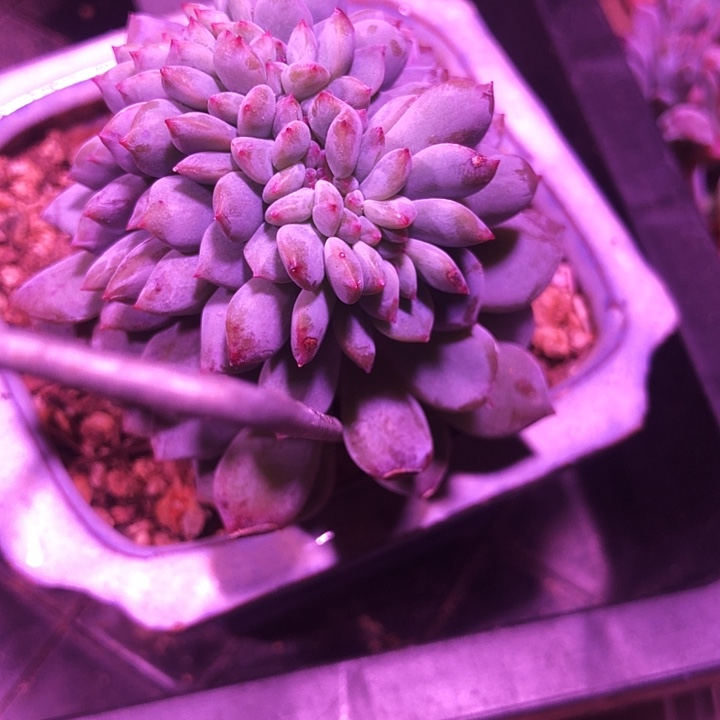 绅士专拍多肉植物