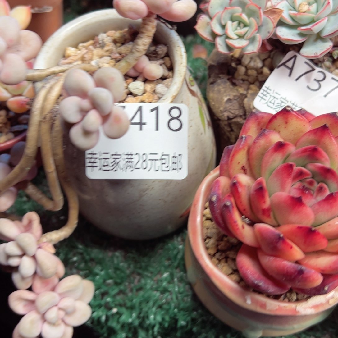 幸运的是我的朋友