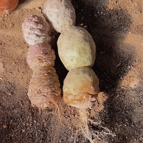 2785处理仙人球习志野