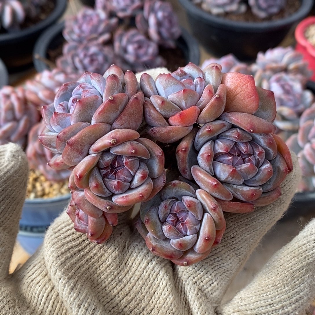 七头趴地小脸绿地紫心