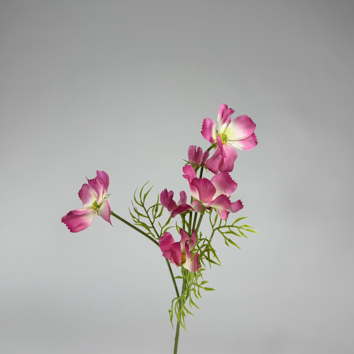 2025最新款多头小格桑10枝