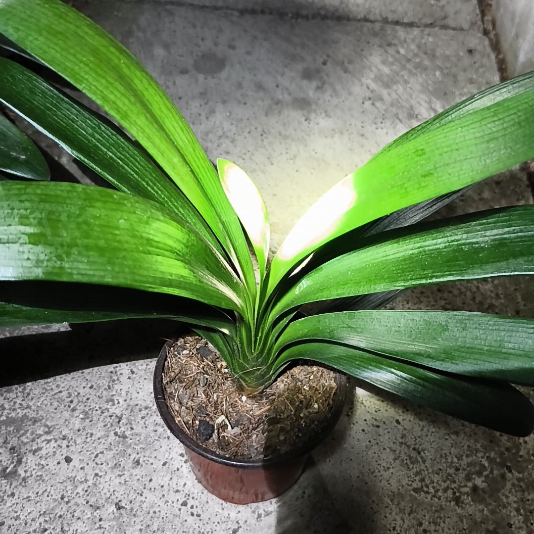 悟***道完全开放黑美人苗一颗特惠