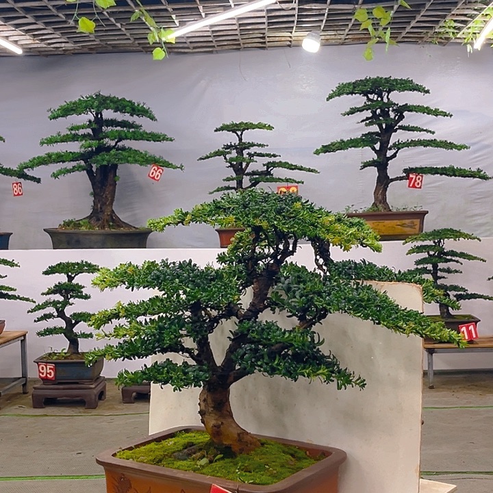 不开花植物珍珠罗汉松