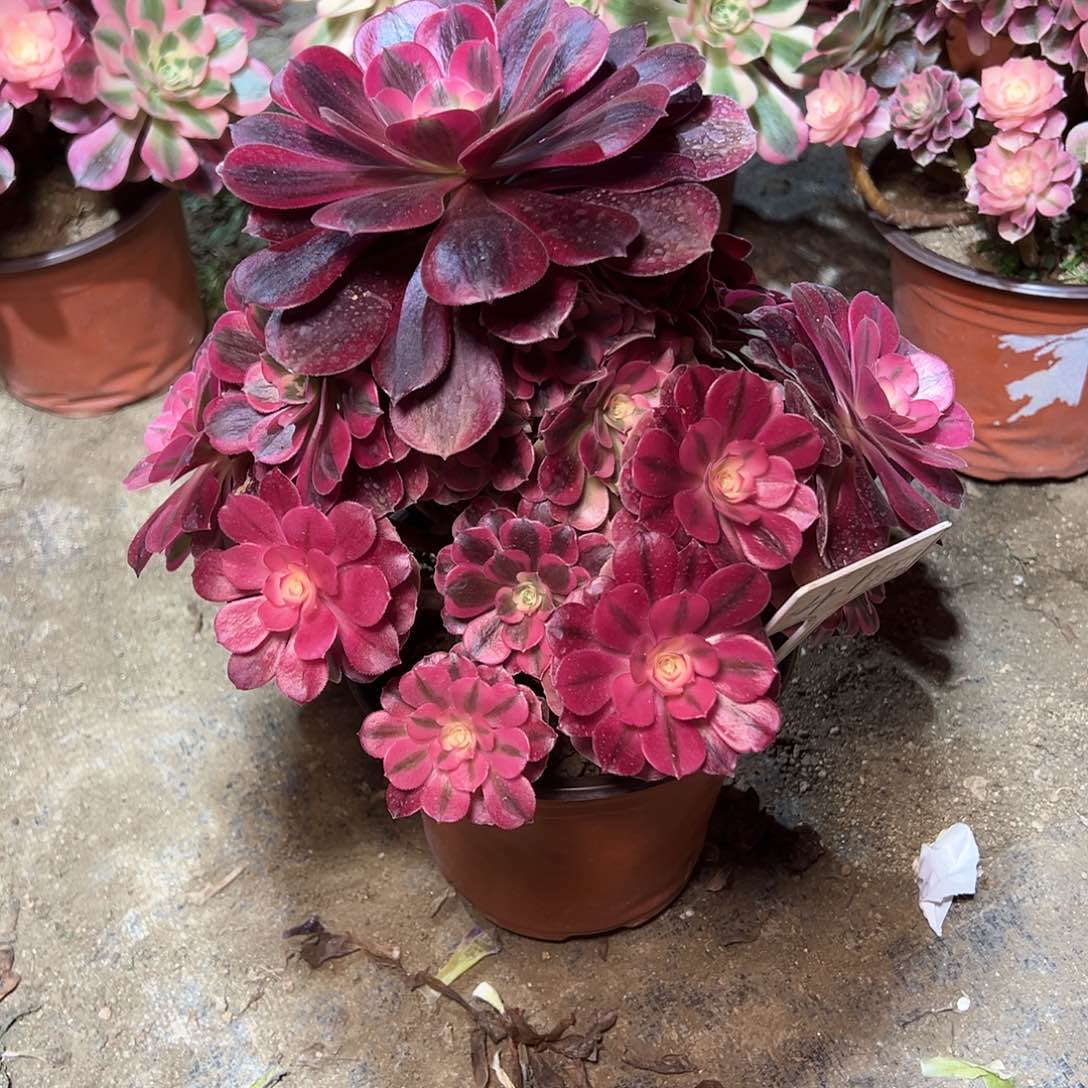 41多肉0000000000000