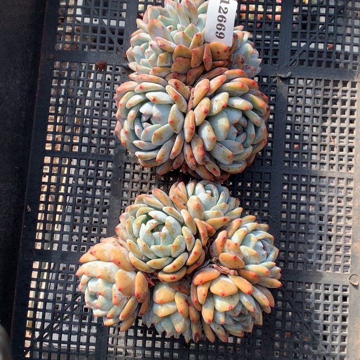 12669两个嗯嗯嗯嗯嗯嗯好