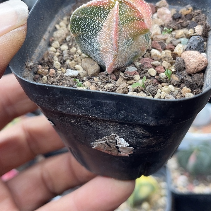 实生银沙鸾凤玉锦一颗包邮
