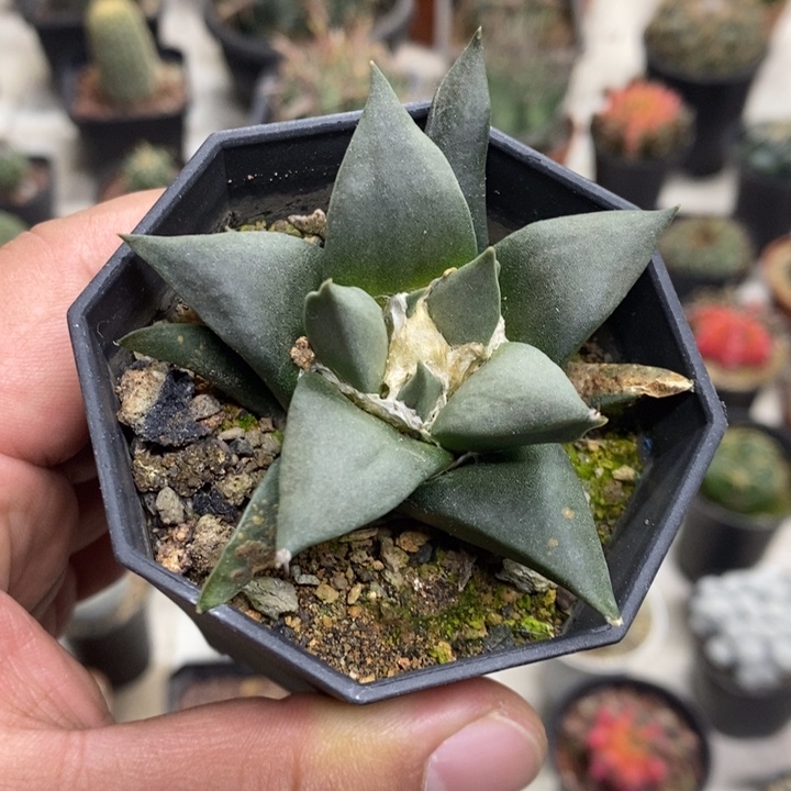 大号岩牡丹特价福利