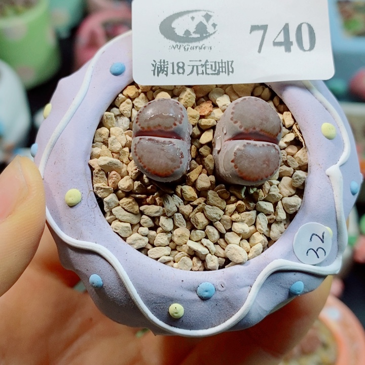 生石花花花花花花花740