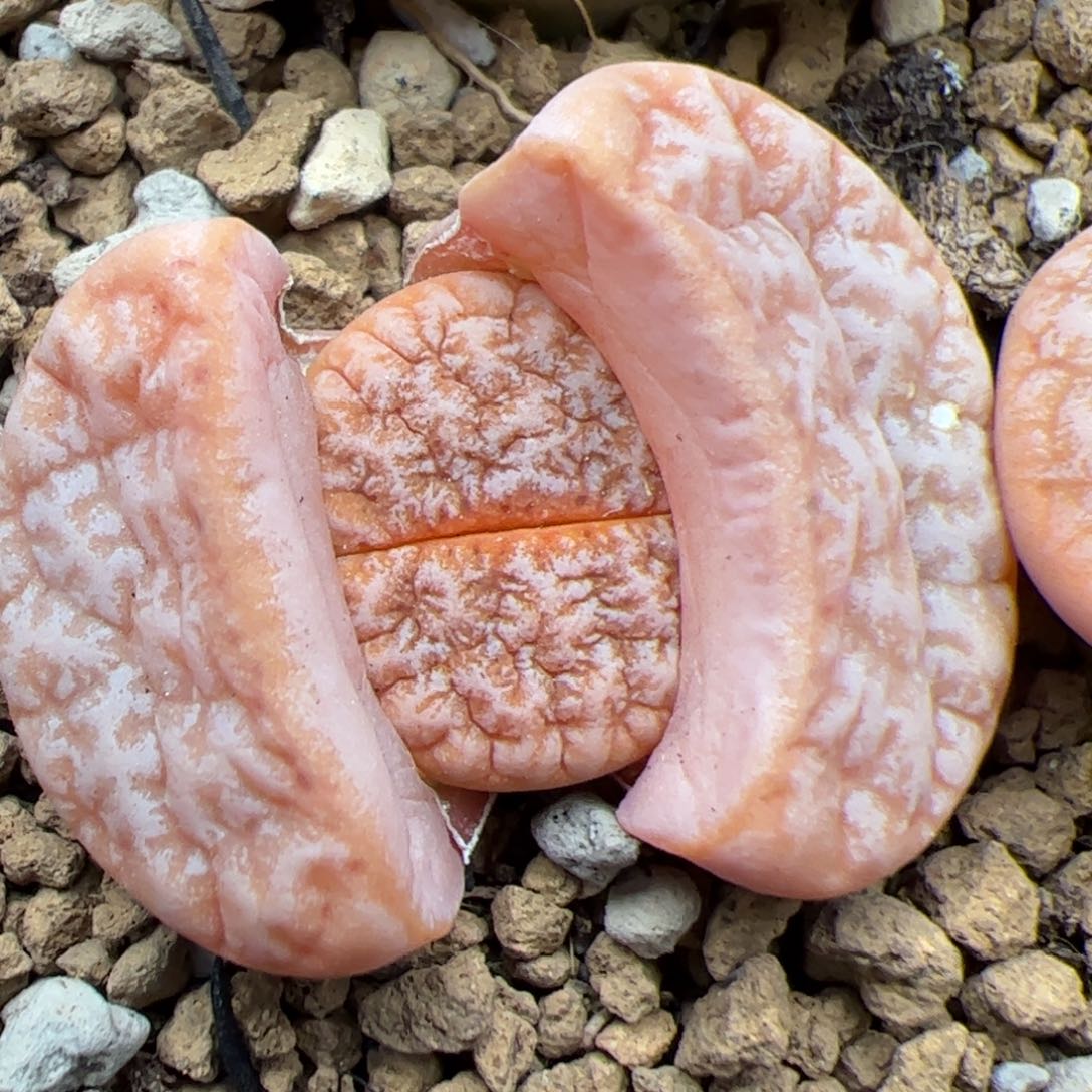 0159号 拿铁 多肉植物