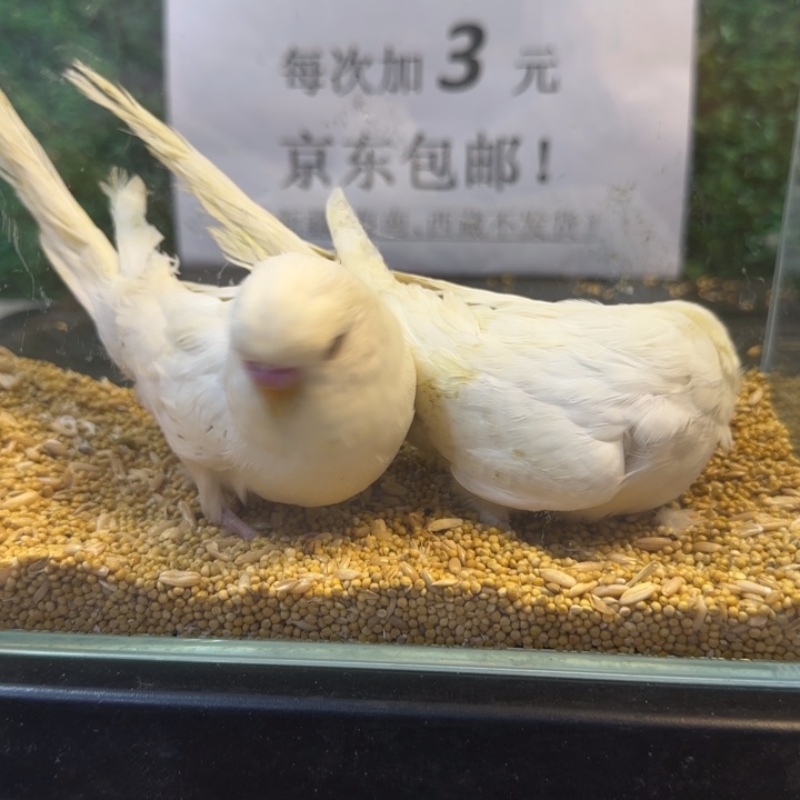 虎皮鹦鹉大头虎皮鹦鹉