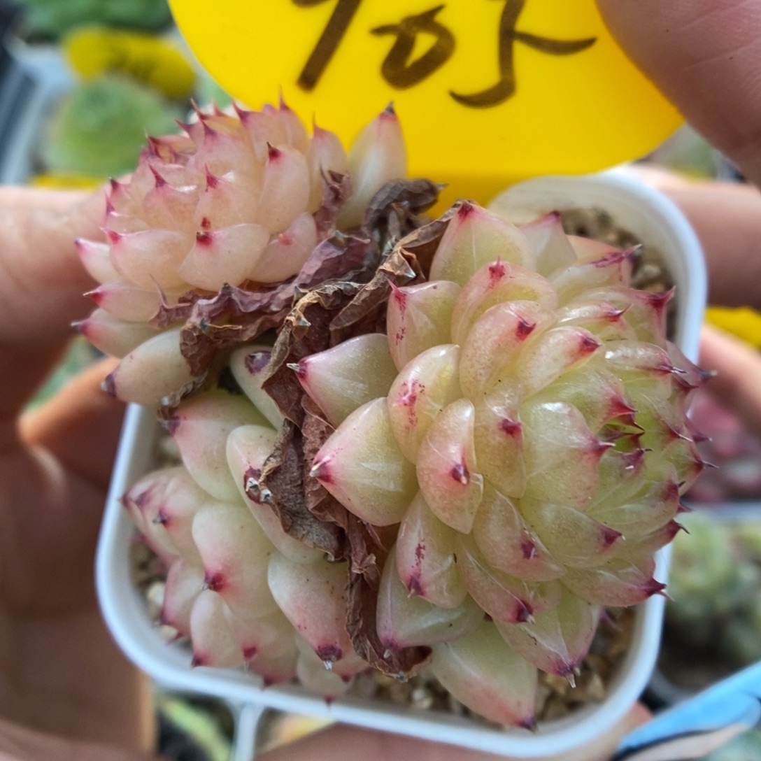 润玉珍妮群生905号