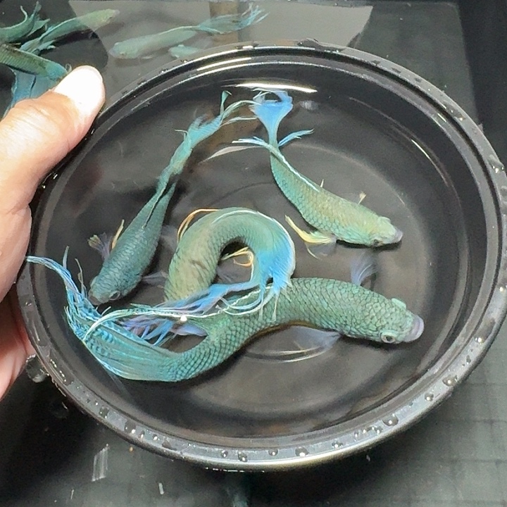 斗鱼直播间对图无纹蓝35