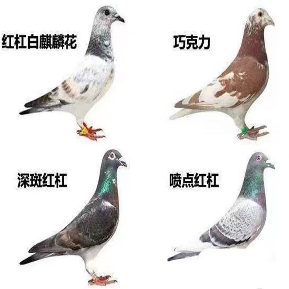 瓦灰雨点喷点浅雨点墨雨点黑皮麒麟花铅笔灰等各类羽色大鼻子信鸽