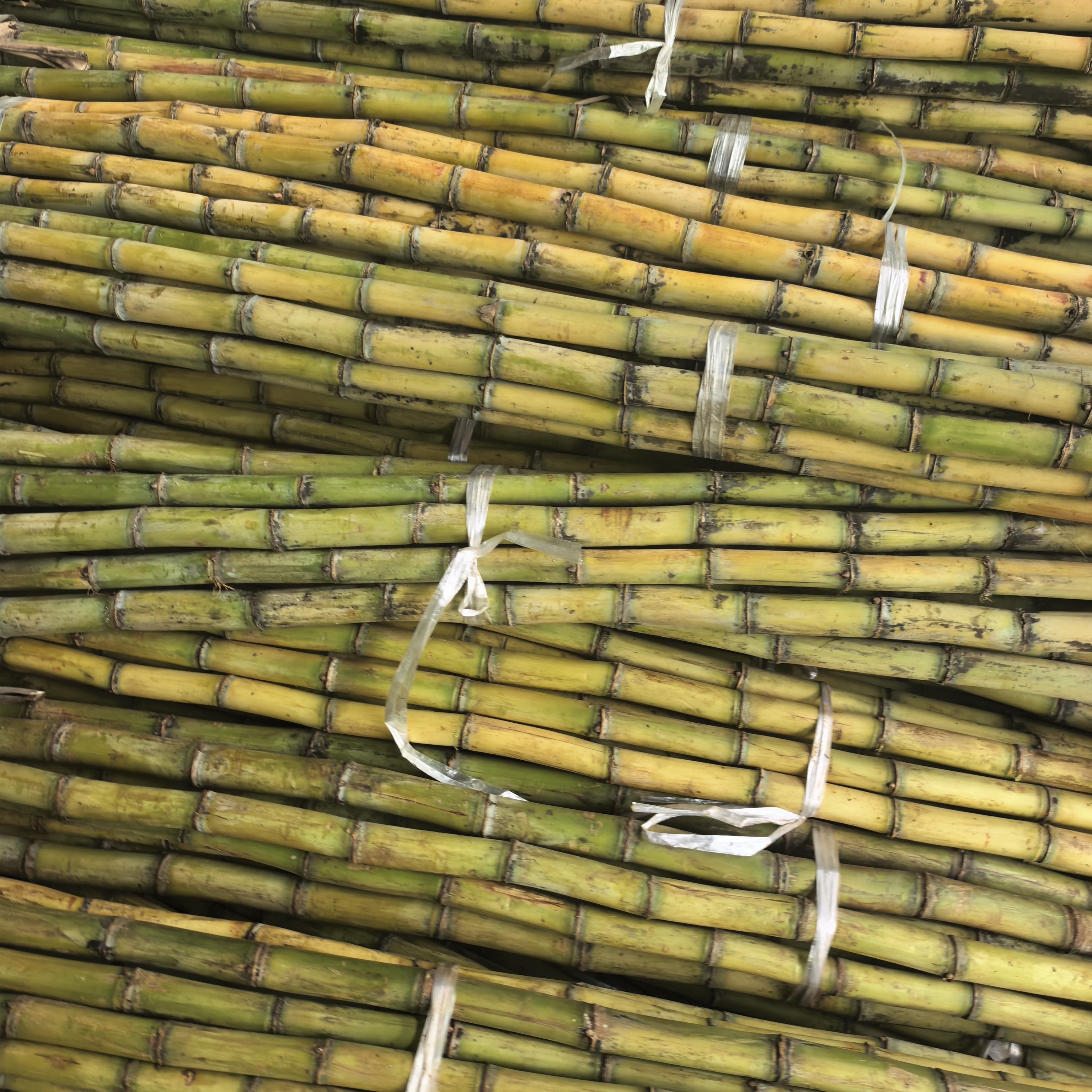 广西黄皮大甘蔗。