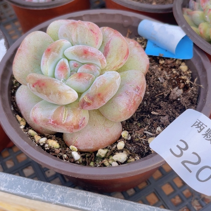 石化多肉胖胖320