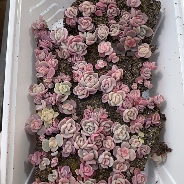 228 号紫心混种播苗一盒