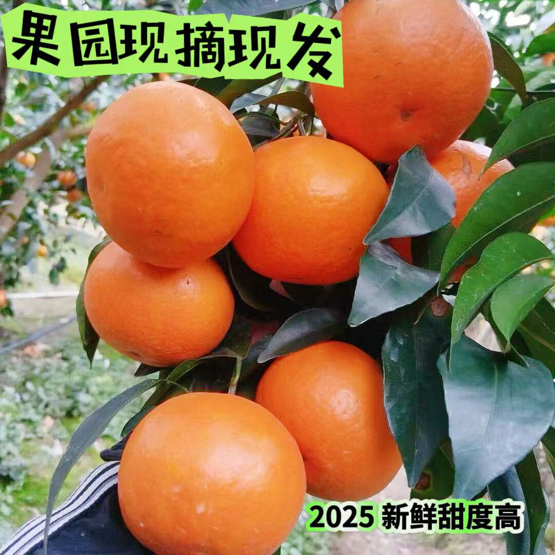 武鸣沃柑新鲜现摘多汁香甜果园产地直发