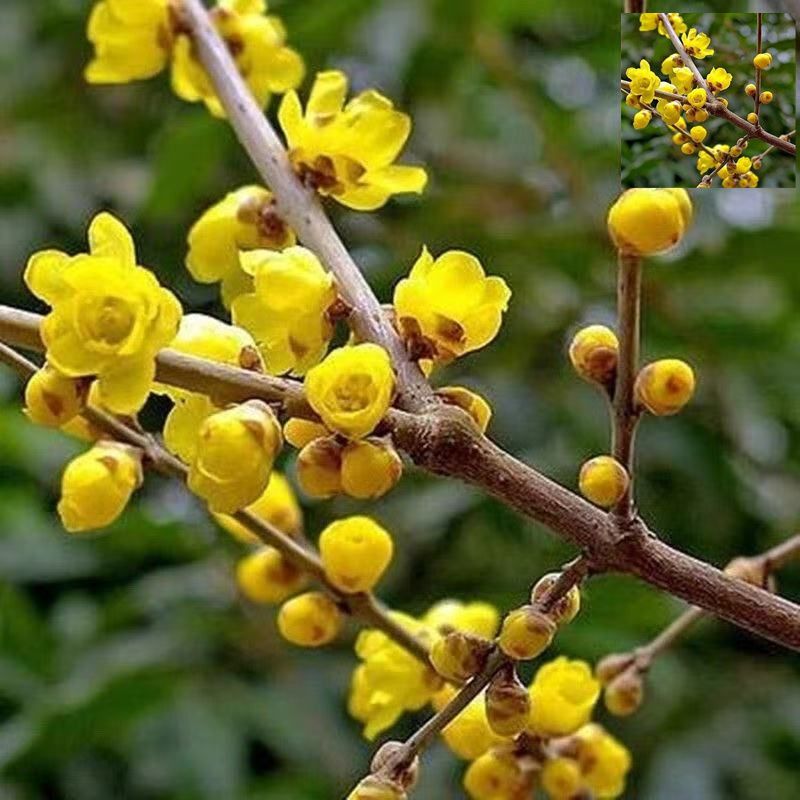 素心腊梅浓香型重瓣金黄色花树苗老桩带花苞庭院阳台冬季开花耐寒