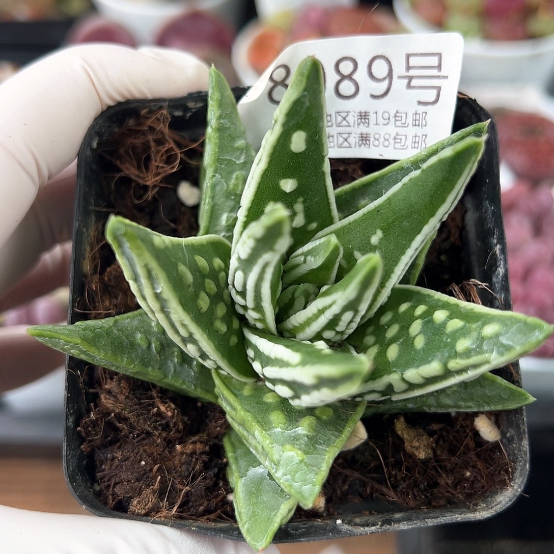 好养易活生石花大母本8989