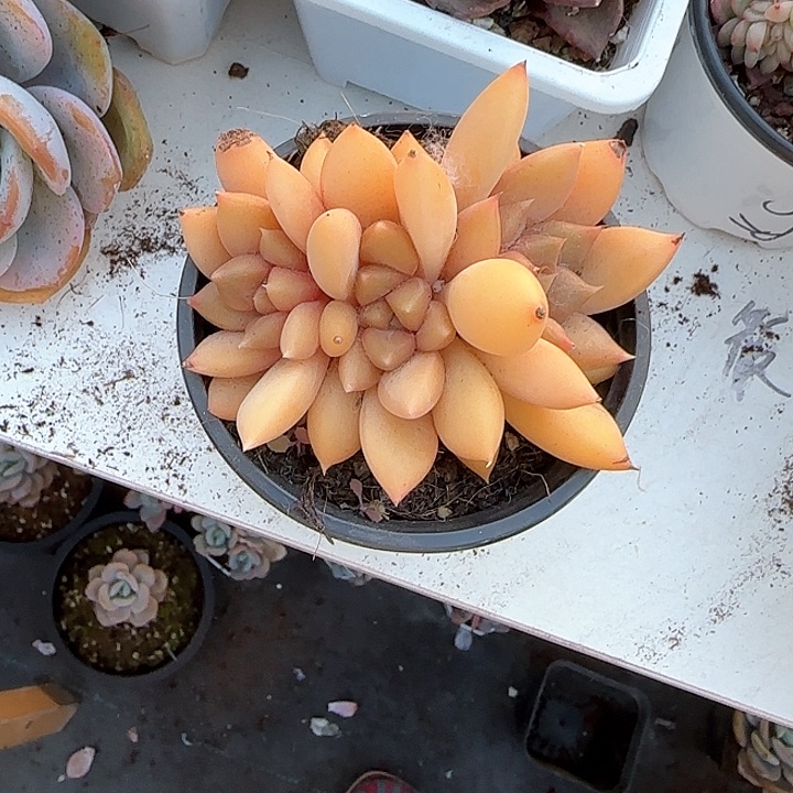 青蛙王子儿童牙膏111