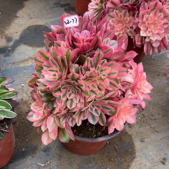 22-77香妃有砍过处理不包售后多肉