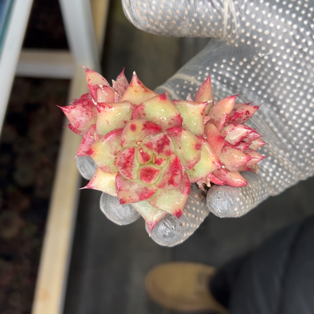 多肉精选编号0116.宝石锦