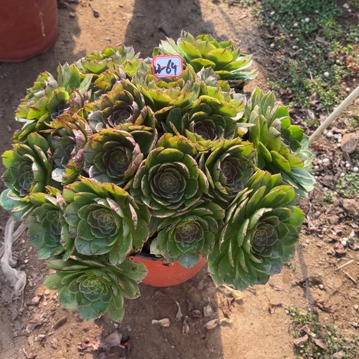 22-69拉丝有断肢多肉植物