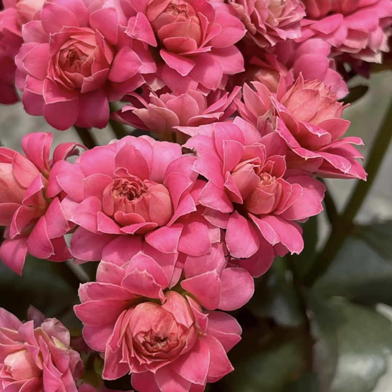 【天娇】长寿花玫粉色超大花110盆