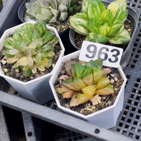 963雨露锦一物一图如图