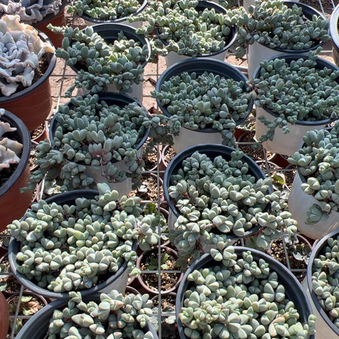 新疆包邮 碧玉莲