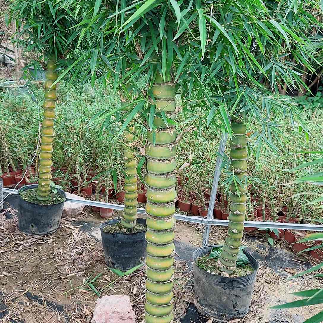 翡翠佛肚竹8888888