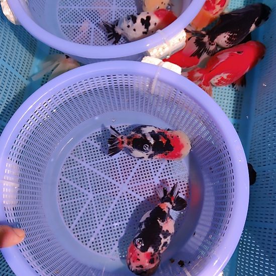 用***8金鱼071兰寿两只特价顺丰包邮