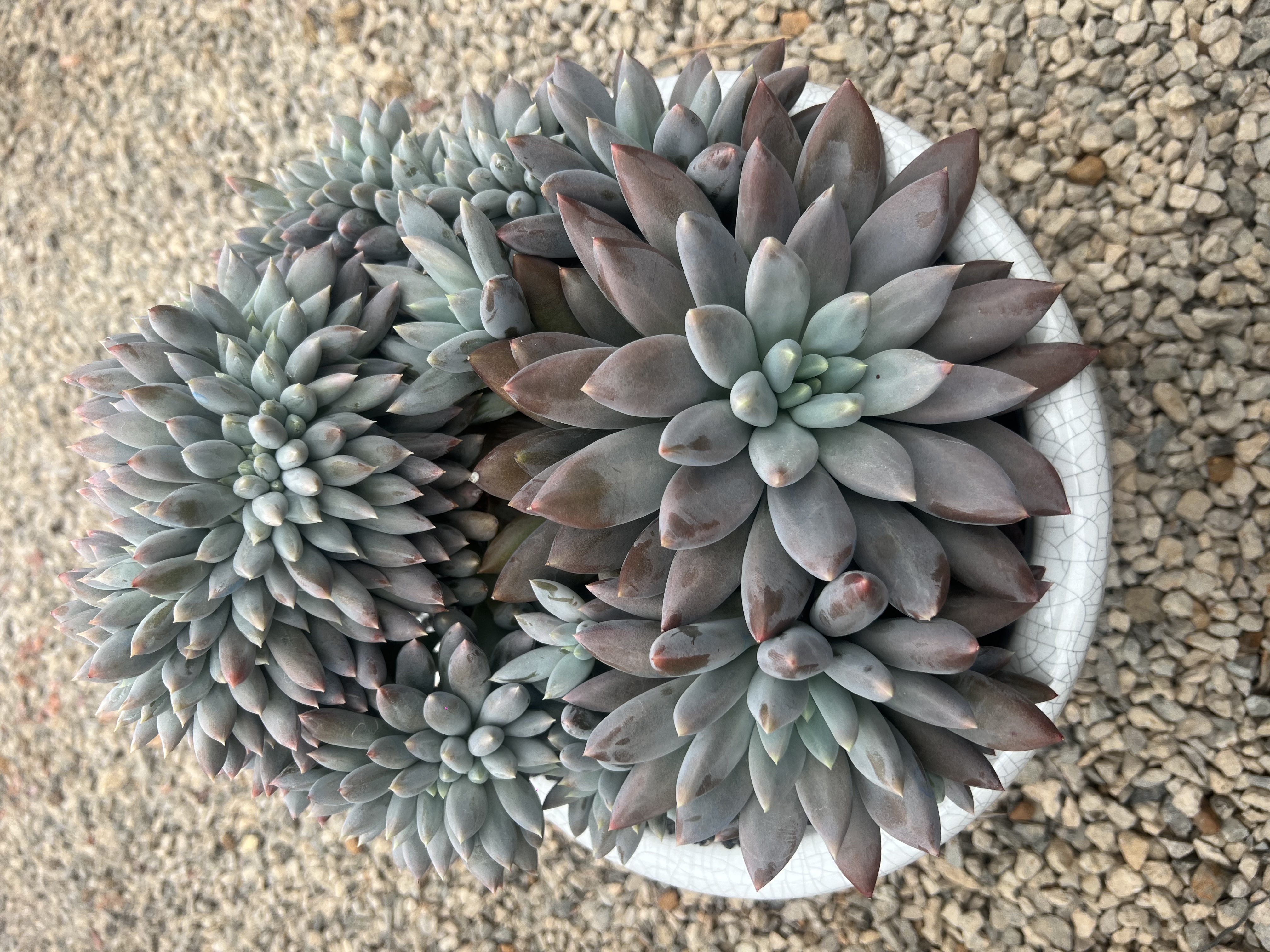 好看好养的多肉植物云南昆明发货