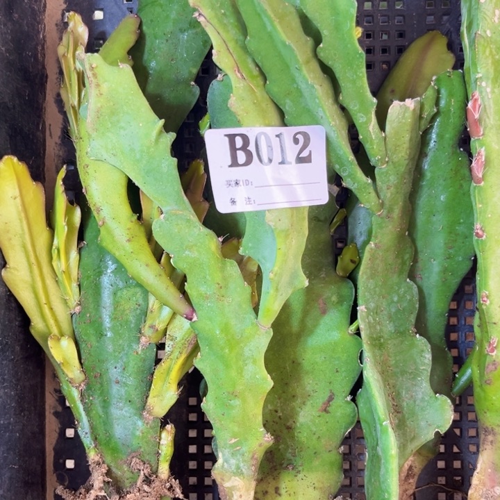 当前无花栽培后可以开花A****y12