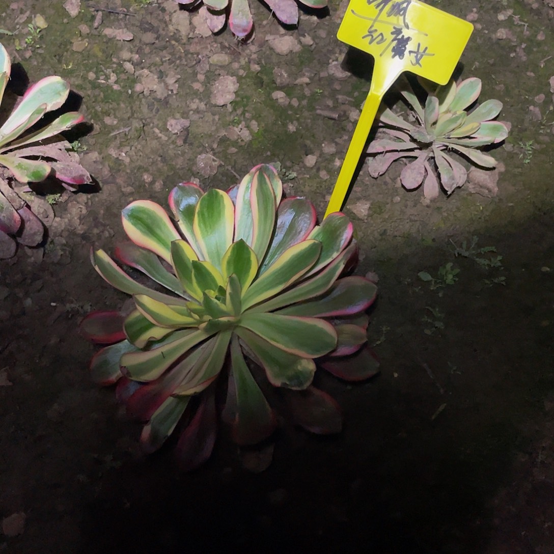 听***の多肉法师红魔女到春天发出