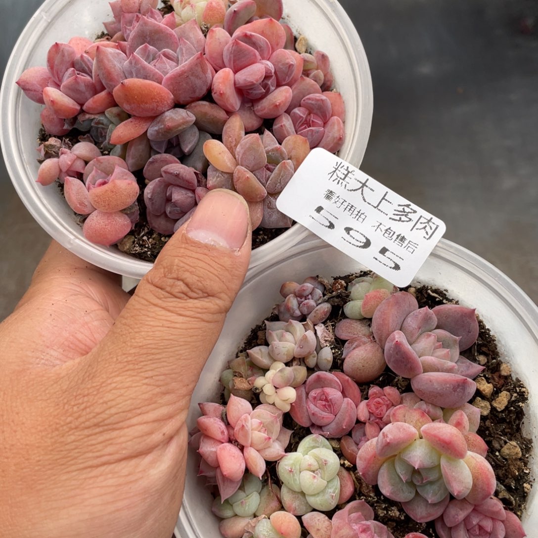 糕大上多肉植物595
