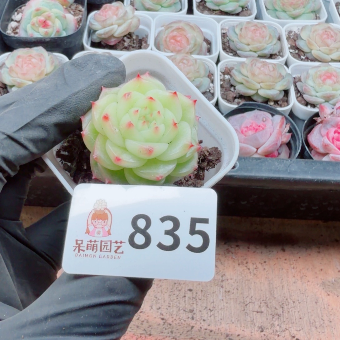 王***圈多肉植物多肉植物