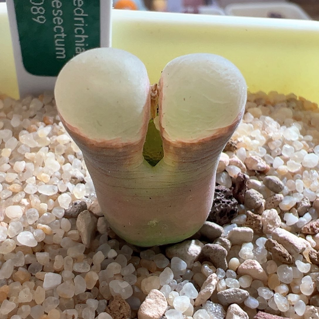 354青蛙优选1089鲑鱼粉四年半母本