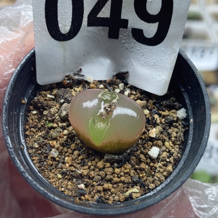 049吕红带盆l l l l l