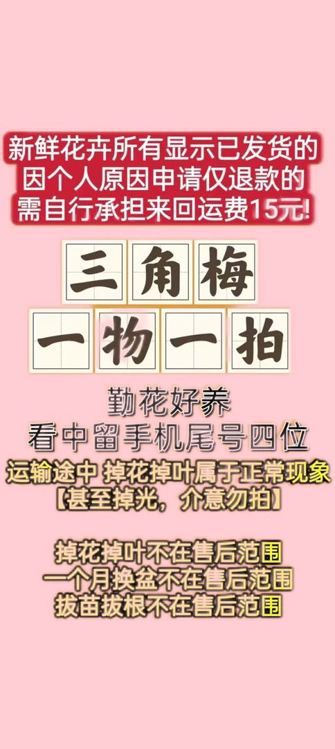 一物一拍三角梅四季开花好养易活