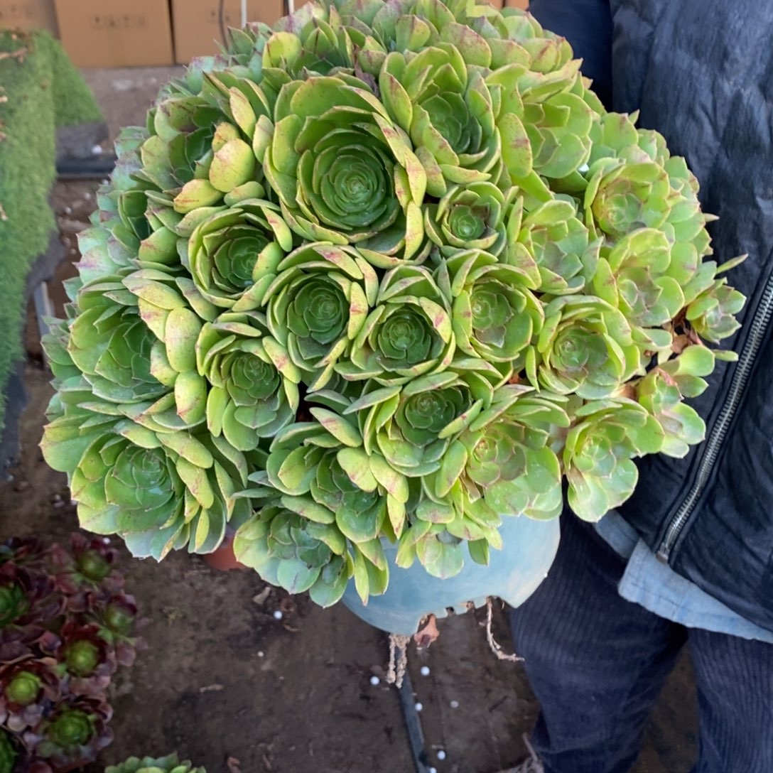 不开花植物759号万拉丝多肉1颗