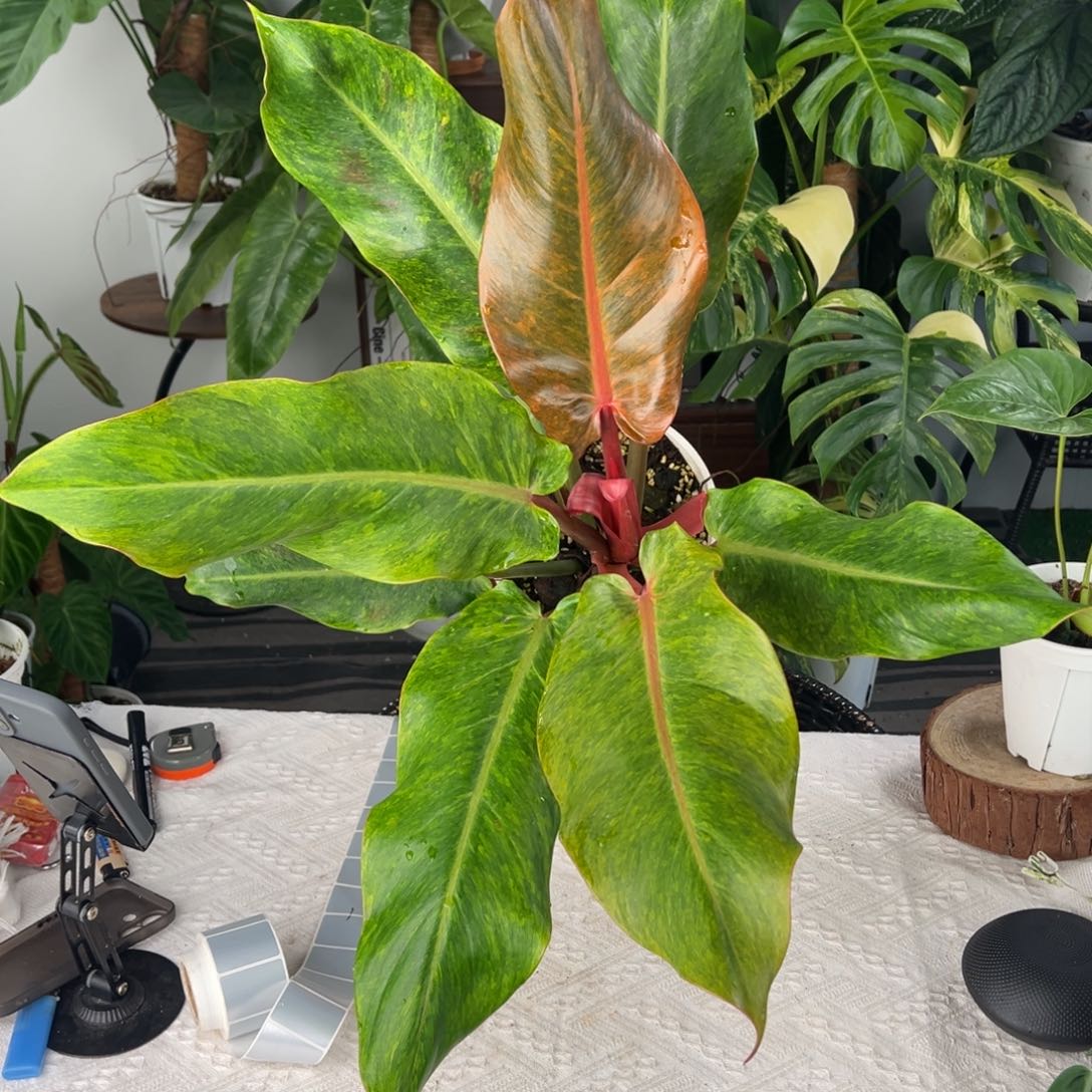 完全开放橘子酱蔓绿绒