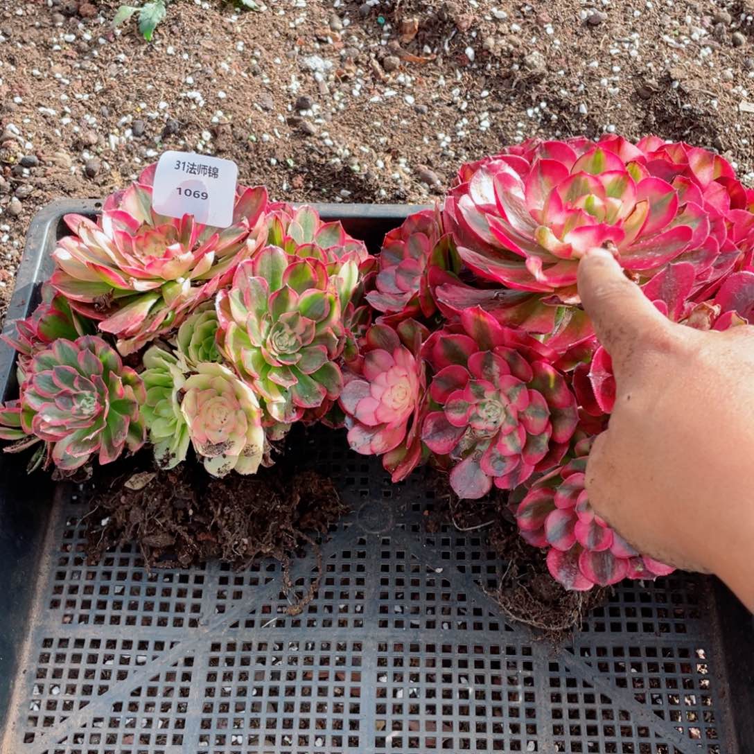 31法师锦多肉1069两个