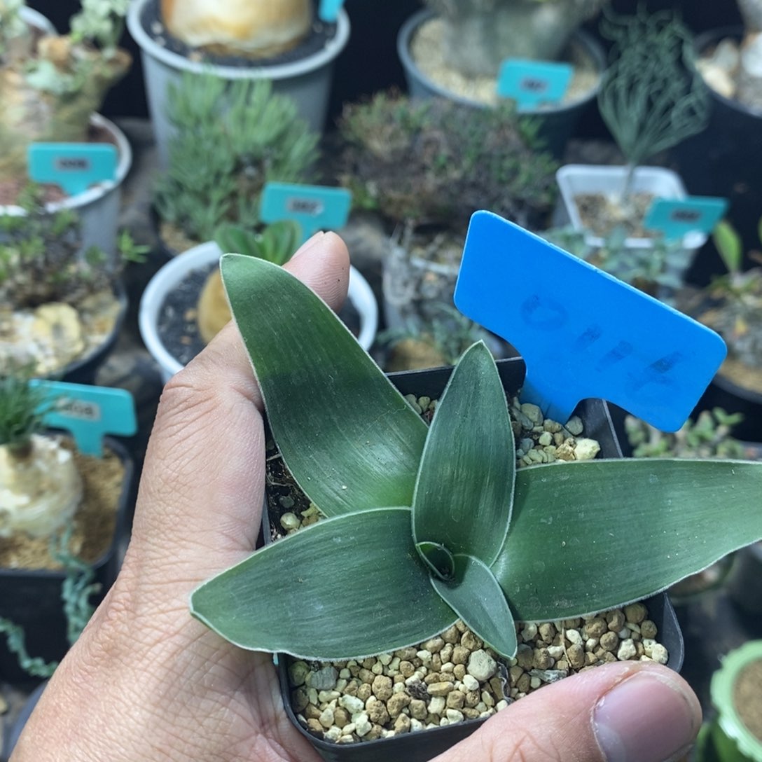 毛边春慵花产地一个