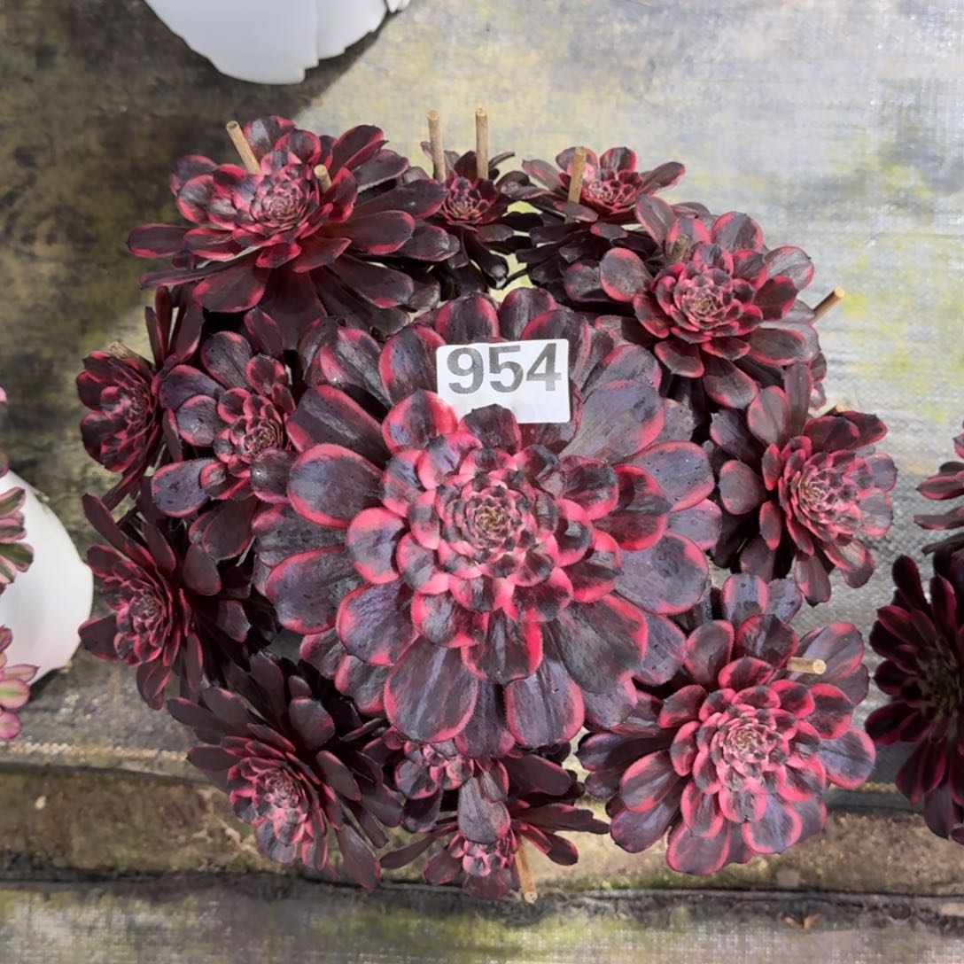 954！火烧云法师多肉植物