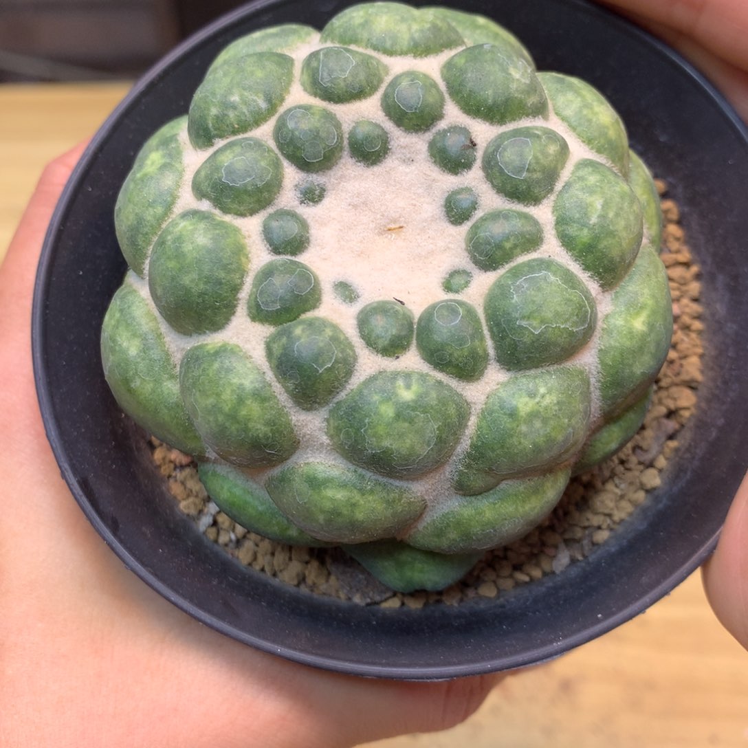     11号 自根 泰系大平尤蜘蛛眼7.5公分带盆土发货