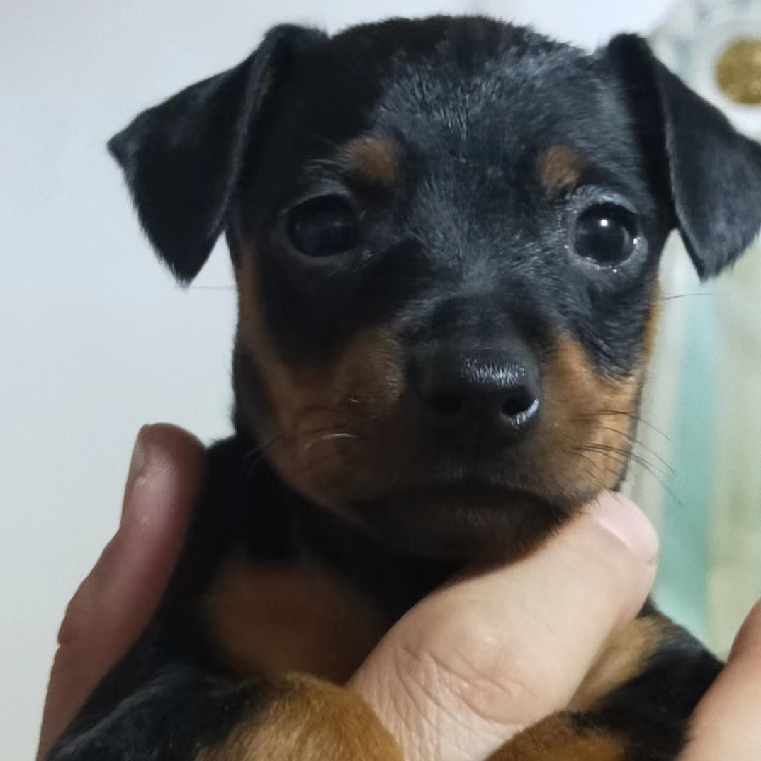 迷你杜宾、迷你宾莎犬