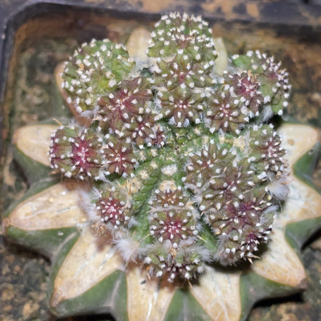 无花朵老花笼群 仙人球