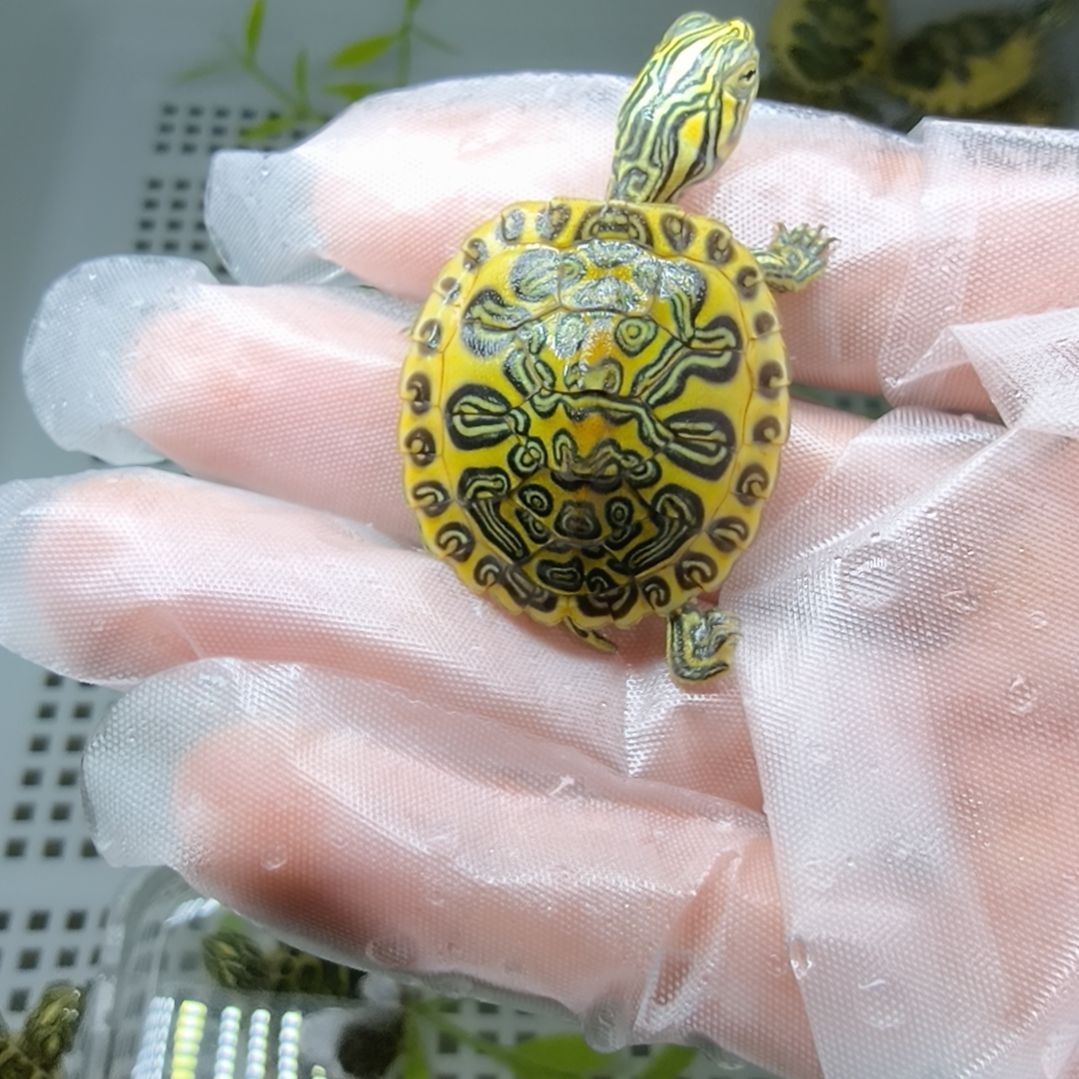 c***i火焰龟不分公母精品金边火焰龟